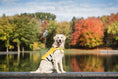 Load image into Gallery viewer, HarborHound Dog Life Jacket
