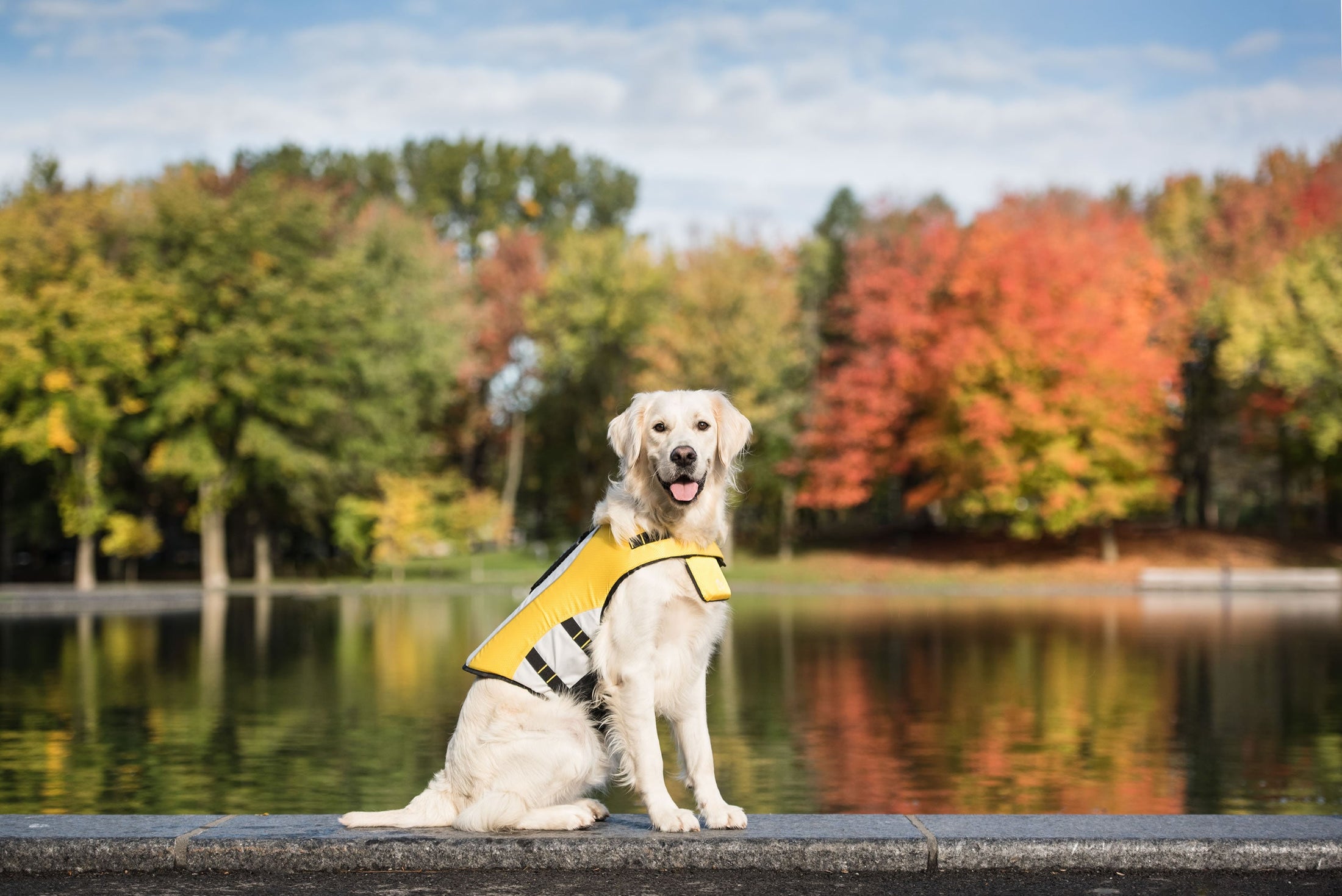 HarborHound Dog Life Jacket